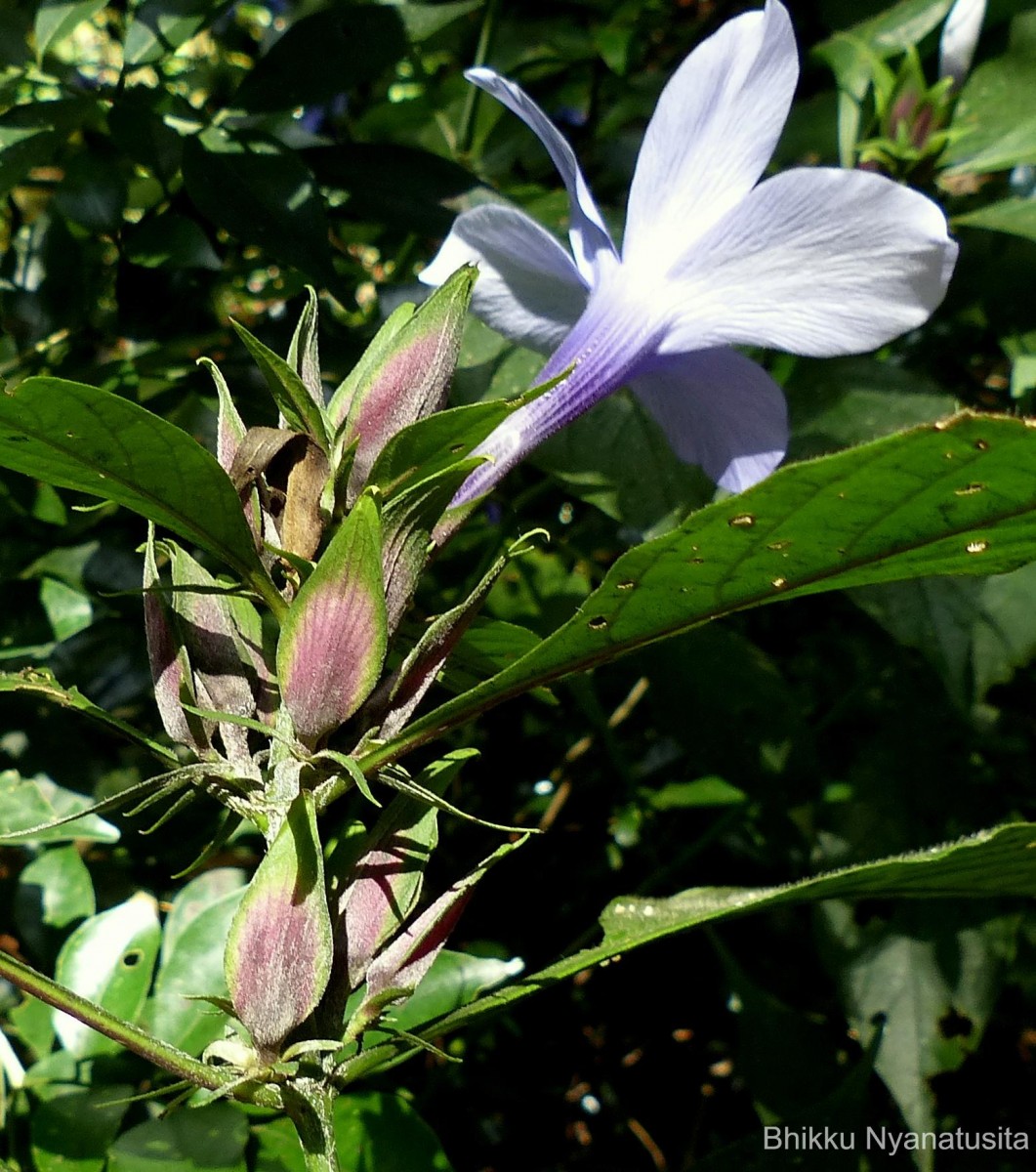 Barleria involucrata Nees